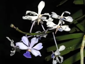 Image of Vanda caerulescens 4